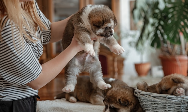 ぼやけた背景の上の愛人の手にサラブレッドの小さなふわふわの子犬