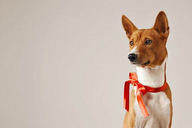 赤い弓を身に着けている思いやりのある気配りの犬、白で隔離のクローズアップショット