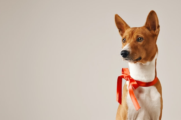 Thoughtful attentive dog wearing a red bow, close up shot isolated on white