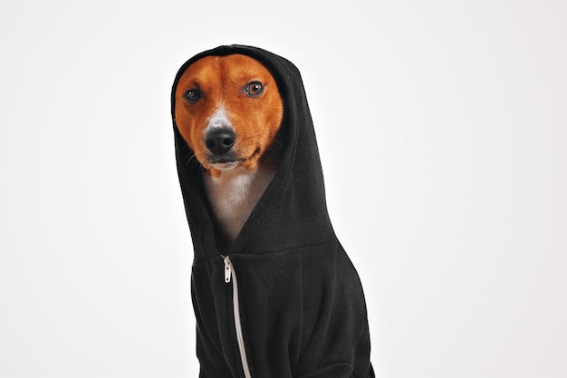 Thoughtful and frightened looking brown and white dog in black cotton hoodie with hood up