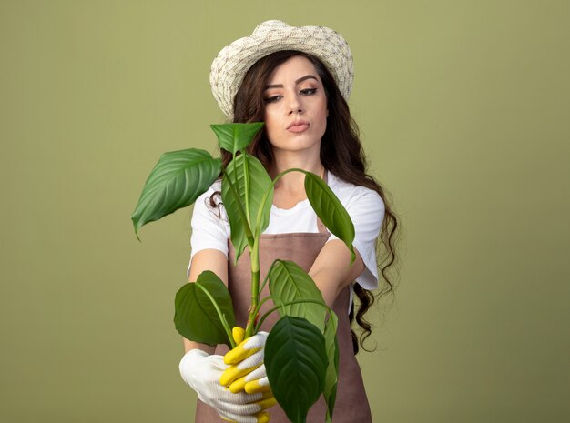 園芸帽子と手袋を身に着けている制服を着た思いやりのある若い女性の庭師は、オリーブグリーンの壁に隔離された植物を保持し、見ています