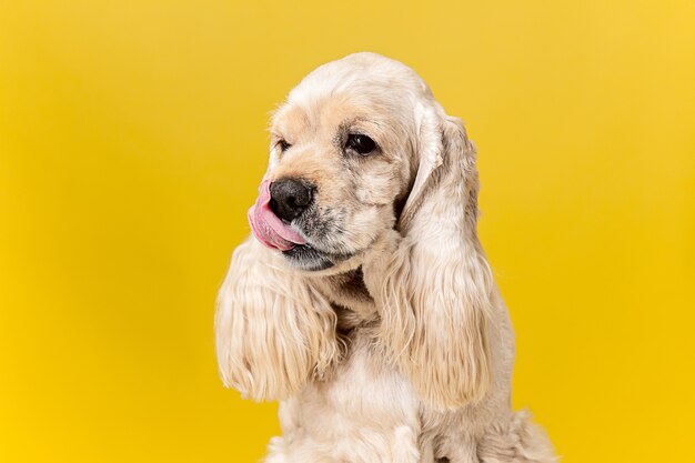 考えて。アメリカのスパニエルの子犬。かわいい手入れの行き届いたふわふわの犬やペットは、黄色の背景に孤立して座っています。スタジオ写真撮影。テキストまたは画像を挿入するための負のスペース。