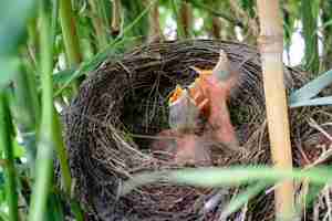 Free photo three baby black-birds, opening mouth in a nest