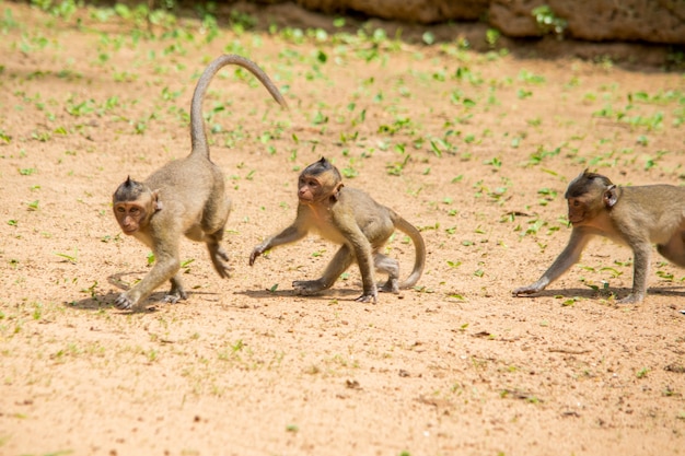 Три обезьяны-макаки играют и гоняются друг за другом на клочке земли.
