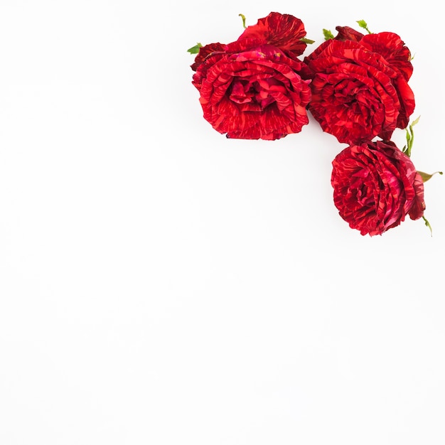Three beautiful red roses on white background
