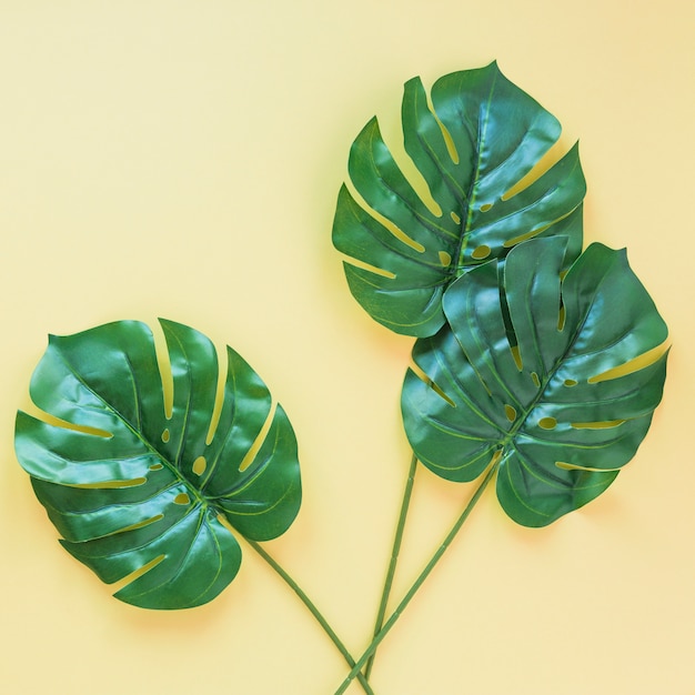 Three big green palm leaves on table