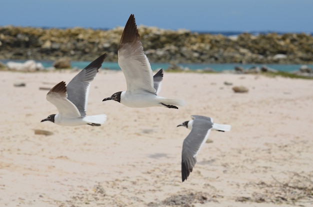 아기 해변 위를 날고 있는 세 마리의 카리브해 웃는 갈매기
