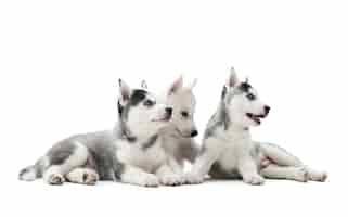 Free photo three carried puppies of siberian husky dogs playing, sitting  on floor, lying, waiting for food, looking away. pretty, cute group dogs with white and gray fur, blue eyes, like wolf.