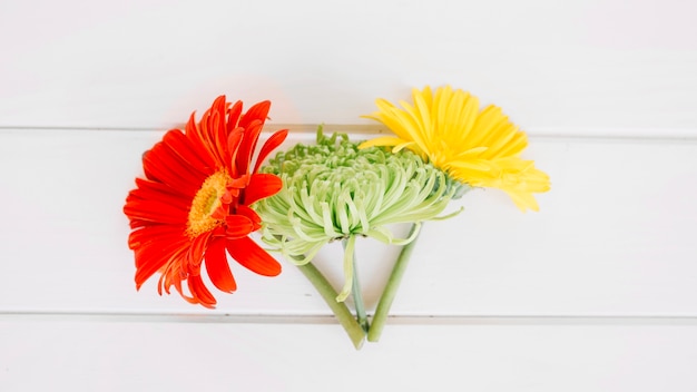 Three colorful flowers