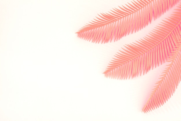 Three coral palm leaves on the corner of the white background