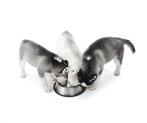 바닥에 큰 은색 접시에서 먹는 흰색, 회색 및 검은 색 모피와 세 귀 엽 고 재미있는 강아지 시베리안 허스키 강아지. 강아지 저녁 식사, 음주. 동물은 사람들의 가장 친한 친구입니다.