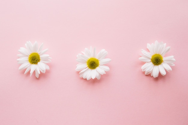 Three daises on a row over a light pink background