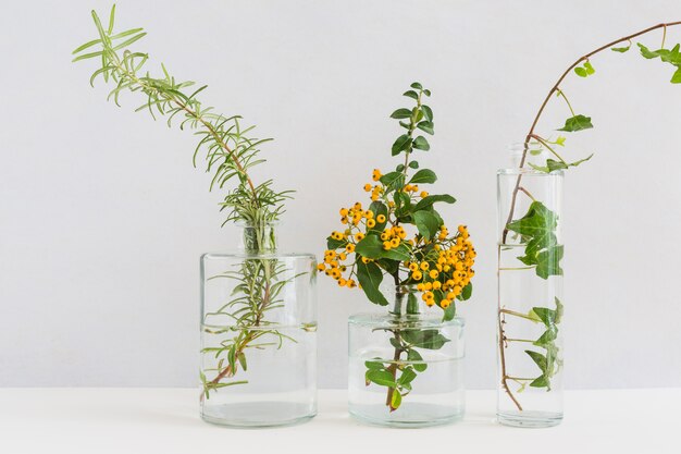 Three different type of twigs in the glass vase against white background