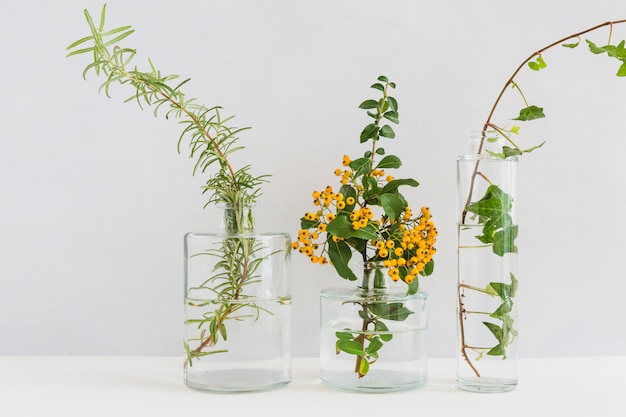 Three different type of twigs in the glass vase against white background