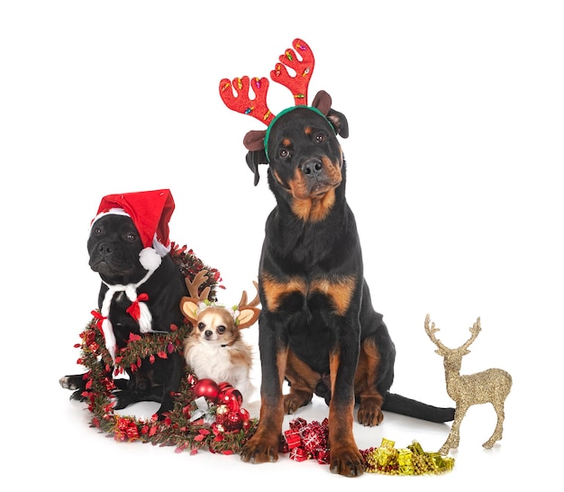 Three dogs and christmas,  in front of white background