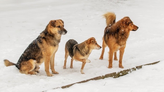 信頼できる表情で彼女を見つめる犬を抱きしめる少女 プレミアム写真 信頼できる表情で彼女を見つめる犬を抱きしめる少女 プレミアム写真