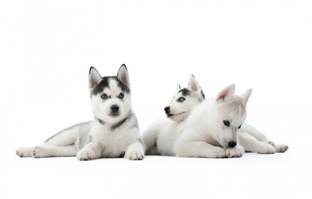 바닥에 앉아 재미 재생, 멀리보고, 음식을 기다리는 세 가지 재미 시베리안 허스키 강아지. 회색과 흰색의 모피와 파란 눈을 가진 늑대처럼 운반되는 개.