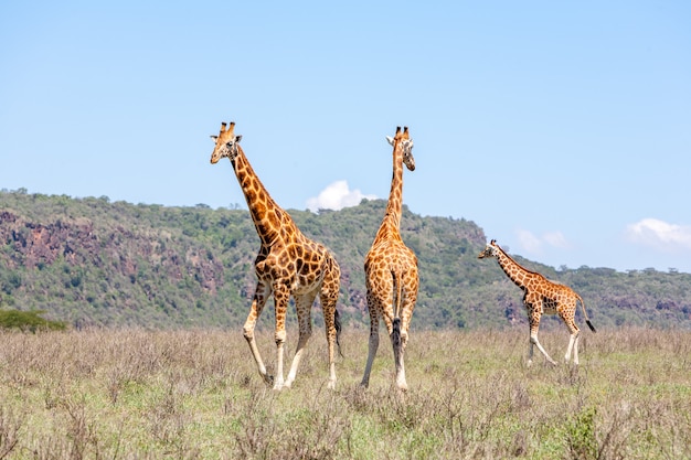 Free photo three giraffes herd in savannah