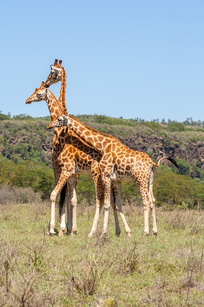 Branco di tre giraffe nella savana