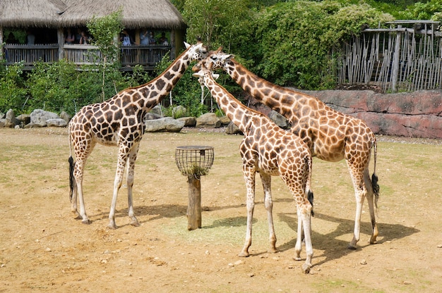 Three giraffes in the zoo during the daytime