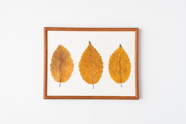 Three leaves in frame