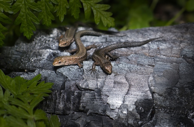 Three lizards on brown wood