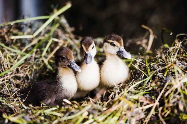 Three mallard ducklings on grass