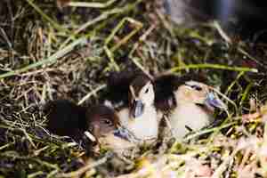 Free photo three mallard ducklings sitting in the nest