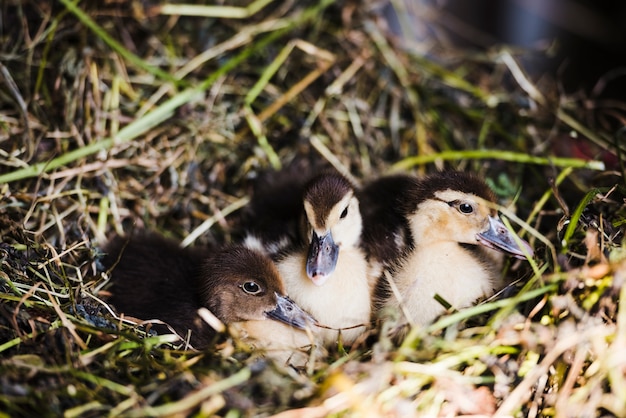 Three mallard ducklings sitting in the nest