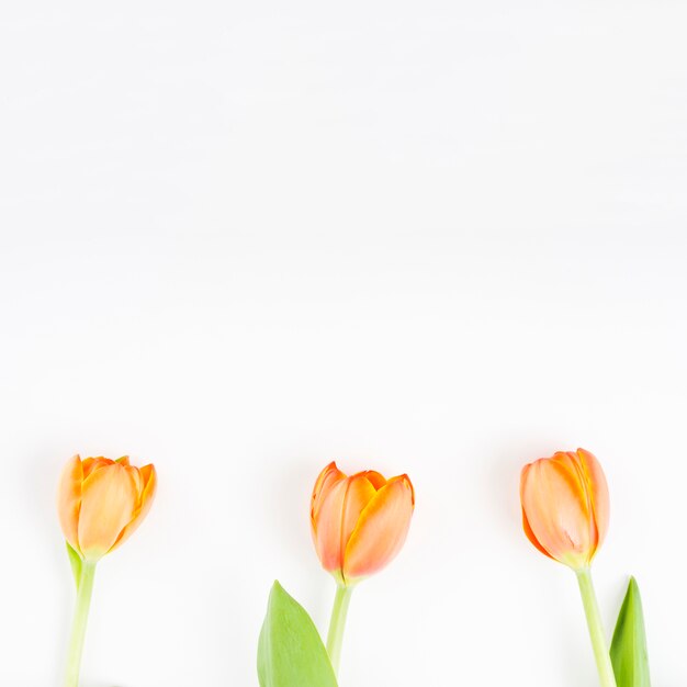 Three orange tulips on white background