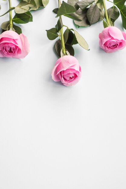 Three pink roses on white background