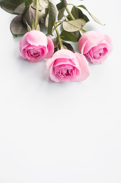 Three pink roses on white background