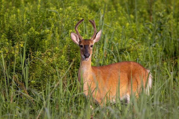 Three-point yearling buck in a grass field