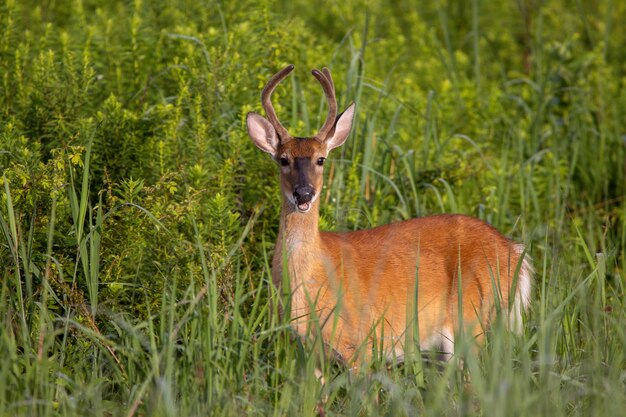 Three-point yearling buck in a grass field