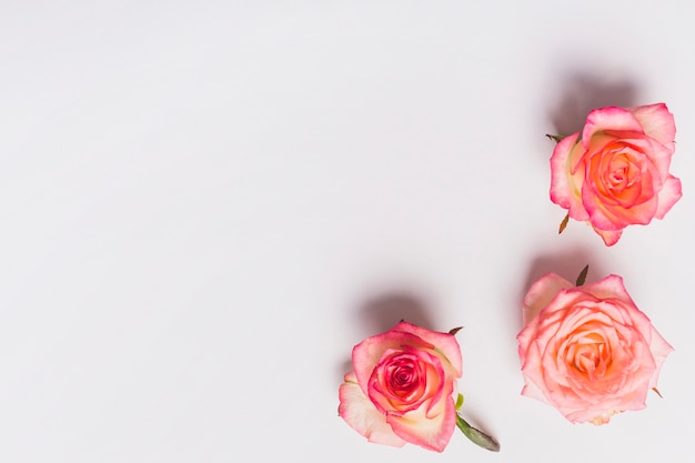 Three pretty roses