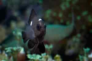 Free photo the three spot descyllus fish closeup on tropical coral reefs