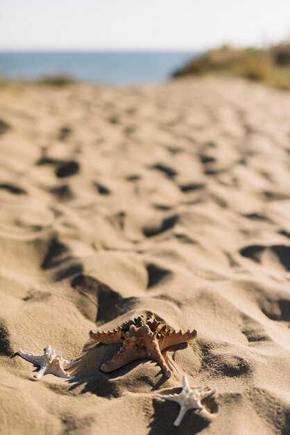 Three starfishes at the beach