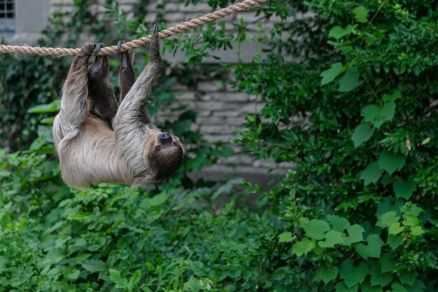 Three-toed sloth hanging on a rope surrounded by greenery in a forest