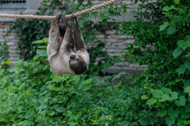 Three-toed sloth hanging on a rope surrounded by greenery in a forest