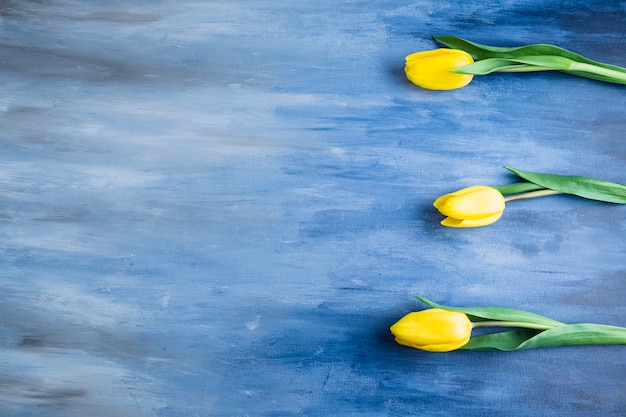 Three tulip flowers on blue table