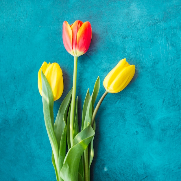 Three tulip flowers on blue table