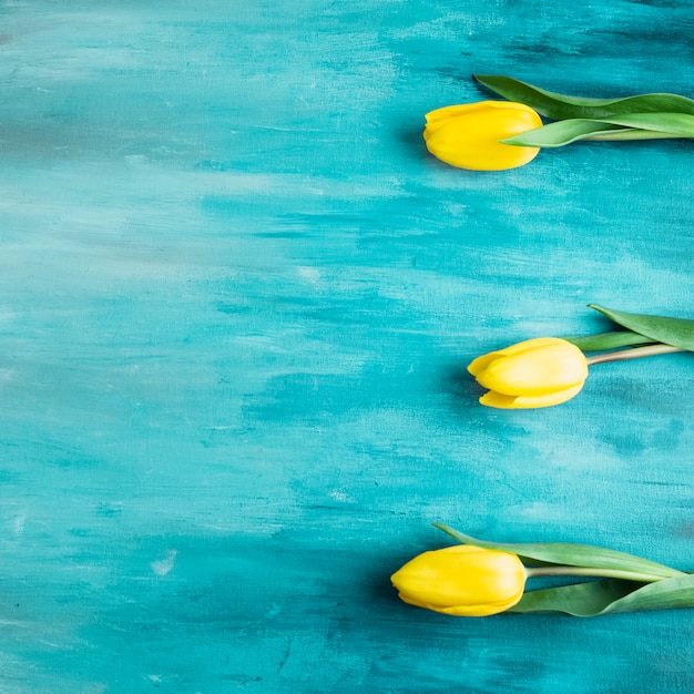 Three tulip flowers on table