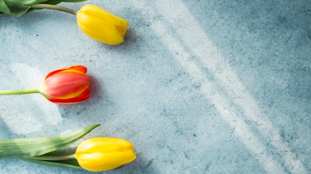 Three tulip flowers on table