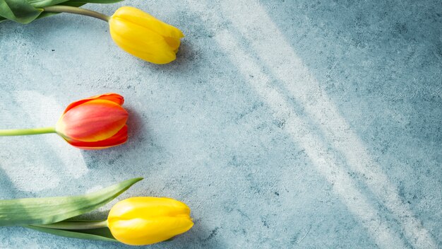 テーブルの上の3つのチューリップの花