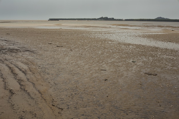 Free photo tidal mudflat ecosystem , french guiana