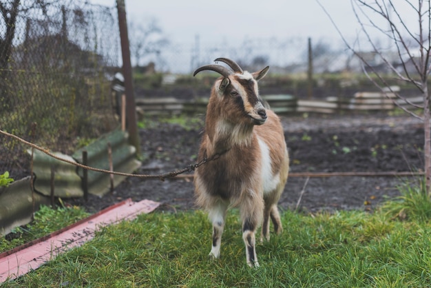 Завязанный козел на зеленой лужайке