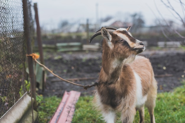 Free photo tied pasturing goat on grass