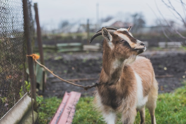 Tied pasturing goat on grass