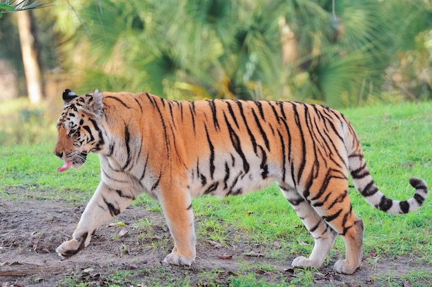 Tiger on grass