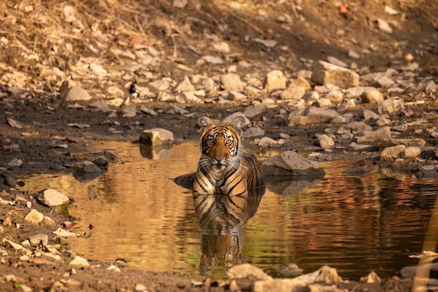 Бесплатное фото Тигр в естественной среде обитания